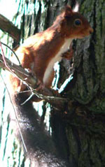 One of the many red squirrels
